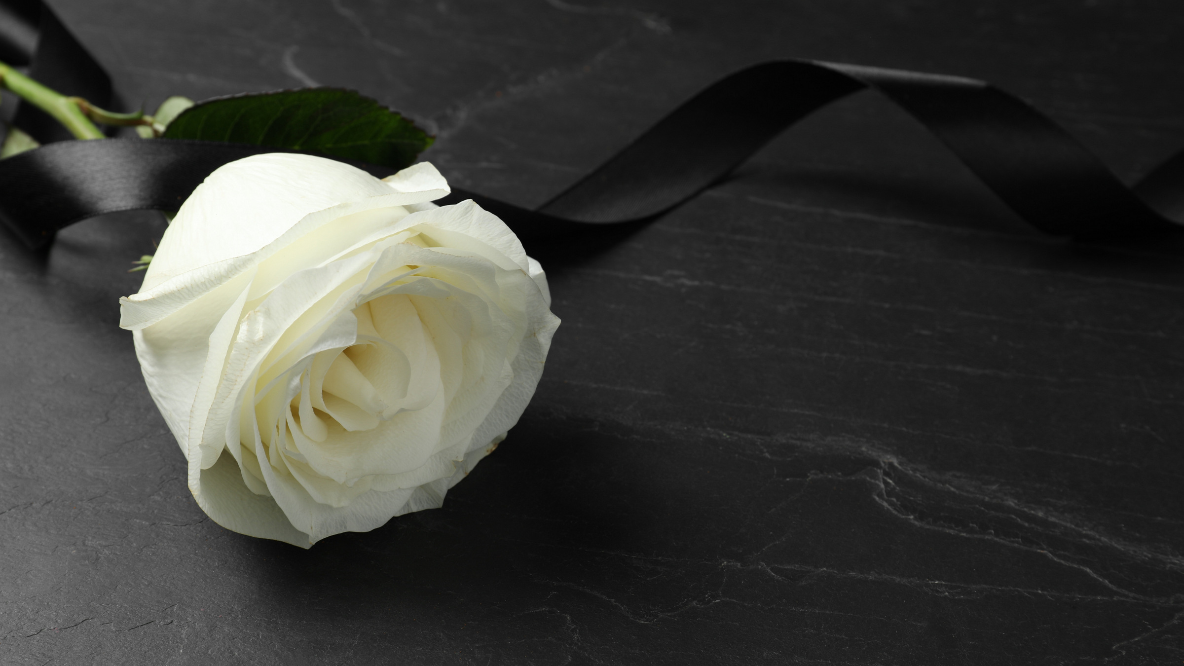 white rose on a black table